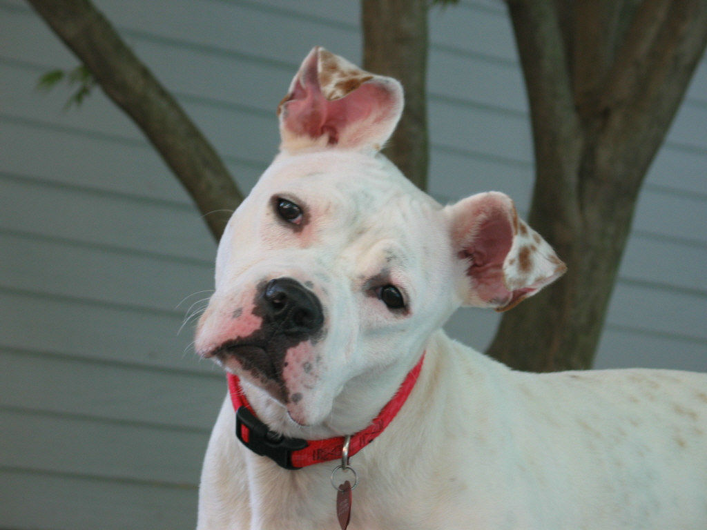 Petunia